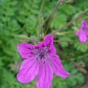 Erodium manescavii(2)